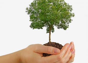 El día 29 de Agosto de 1900, el Consejo Nacional de Educación instituyó el “Día del Árbol”.