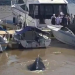 Insolito: Apareció una ballena bebe en Puerto Madero