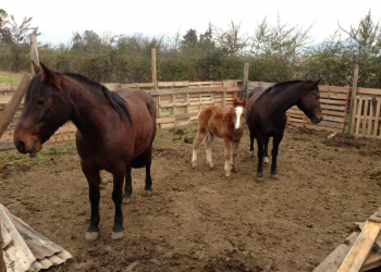 RECUPERAN EQUINOS ROBADOS