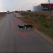 Increíble: un perro salva a su amigo de ser atropellado