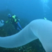 Video: graban en el mar a una extraña criatura tubular gigante