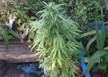 HALLAZGO DE PLANTA DE MARIHUANA