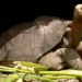 Buscan "revivir" a la tortuga gigante, solitario George