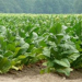 Inscripciones para Productores de tabaco