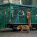 En este zoológico los animales caminan libres y los humanos van enjaulados