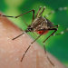 Dengue: Mejor prevenir que curar