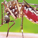 La OMS confirma que el virus Zika se extenderá por todo América