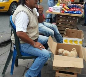 Fin a la venta ilegal de mascotas