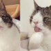 Conocé a Monty, el gato con síndrome de Down