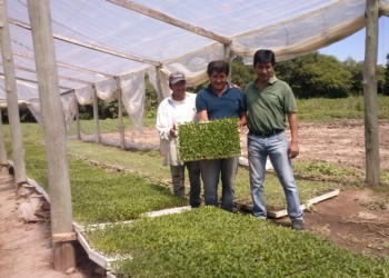 Exitoso emprendimiento tecnológico para producción de plantines