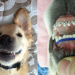 Conoce a Weslley el cachorro que usa brackets