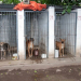 Esterilizá a tu mascota