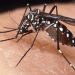 Desarrollan una vacuna contra el dengue 100% efectiva