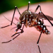Primeros casos autoctonos de dengue y chikungunya en Jujuy