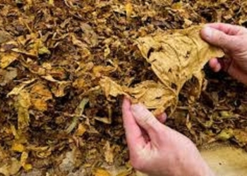 Tabacaleros en Alerta y Movilización ante el avance del gobierno sobre el FET ¿posible efecto 125?