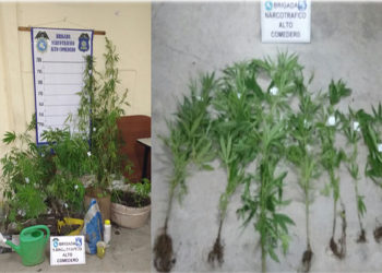 SECUESTRO DE PLANTINES DE MARIHUANA EN EL CEIBAL