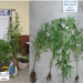 SECUESTRO DE PLANTINES DE MARIHUANA EN EL CEIBAL