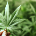 La Izquierda presentará un proyecto de ley para legalizar el consumo de marihuana