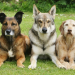 1º Curso Básico de Adiestramiento para Perros de Seguridad’