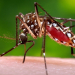 Tartagal: calor, mosquitos y temor