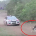 Video: solo un milagro pudo salvar a este perro de una muerte segura