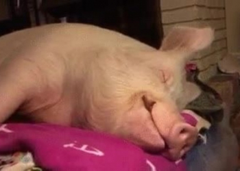 Un chancho quedó como mascota del barrio