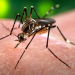 Mayaro: El nuevo virus del Aedes aegypti