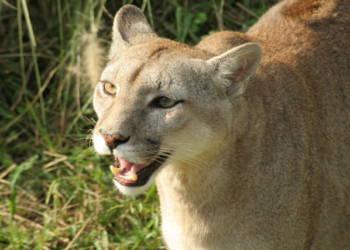 Córdoba: Un puma atado a un árbol fue rescatado