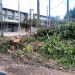 Tala de árboles en Avenida Balbin