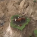 Video: Tres vacas quedaron atrapadas tras el sismo en Nueva Zelanda