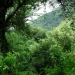 Hoy se llevará a cabo la audiencia pública por Ley de Bosques Nativos