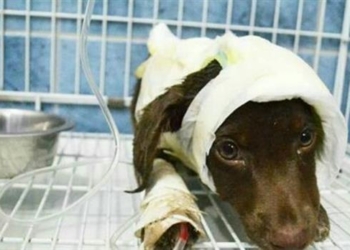 Detuvieron al hombre sospechoso de haber maltratado al perro "Chocolate"