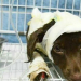 Detuvieron al hombre sospechoso de haber maltratado al perro "Chocolate"