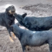 El alud también afecto a cientos de mascotas