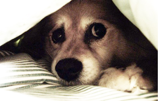 No resistió: Perra murió como consecuencia del uso de pirotecnia