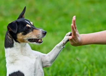 Los perros entienden el lenguaje humano mejor que ningún animal
