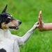 Los perros entienden el lenguaje humano mejor que ningún animal