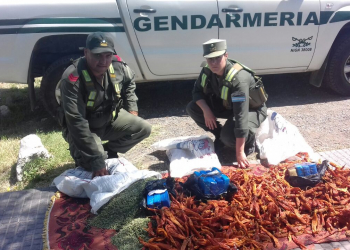 Secuestraron más de 16 kilos de cocaína ocultos en una caja y en bolsas de pimientos y orégano