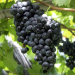 Bolivia: Prohibió la importación de uva y vinos por tres meses