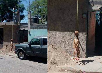 Colgó a su perro hasta matarlo porque se escapo de su casa