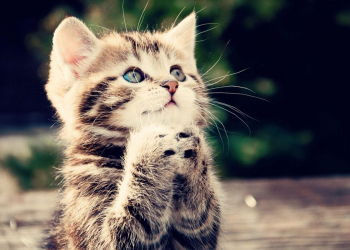 Tucumán tendrá un registro único de mascotas