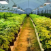 Humahuaca: Causa "Vivero de Marihuana"