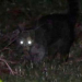 Encontraron al "chupacabra" que mató a decenas de animales en Córdoba