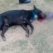 Crueldad: Gritos desgarradores de un perro que murió por culpa de un cohete