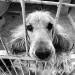 Costa Rica aprueba ley que castiga con cárcel maltrato de animales domésticos