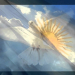 ¡Tu la más noble, la más gloriosa y santa. El firmamento su color te dio!