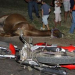 Palma Sola: Animales Sueltos provocaron accidente fatal