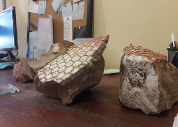 Hallazgo: Encontraron un Gliptodonte de 8 millones de años en el Río Xibi Xibi