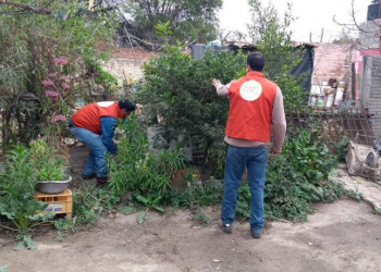 Alerta: Tucumán y el peligro del avance del HLB