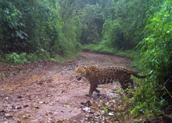 Situación crítica del yaguareté: en Argentina quedan menos de 250 y salvarlo parece una utopía